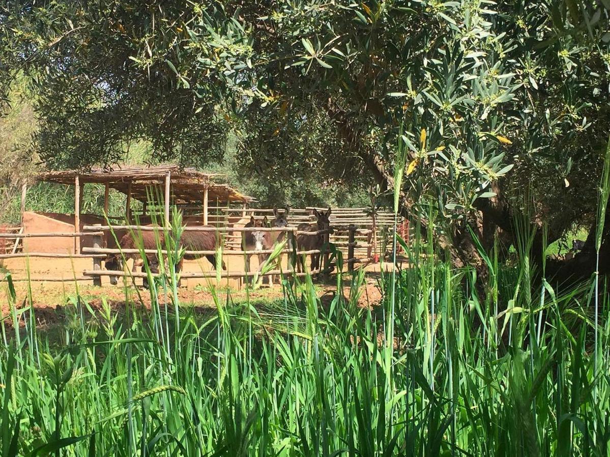 La Ferme Berbere Adult Only Bed and Breakfast El Harkat Eksteriør billede